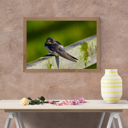 Swallow Photography Print – Countryside Wildlife Wall Art, Nature Photography for Bird Lovers