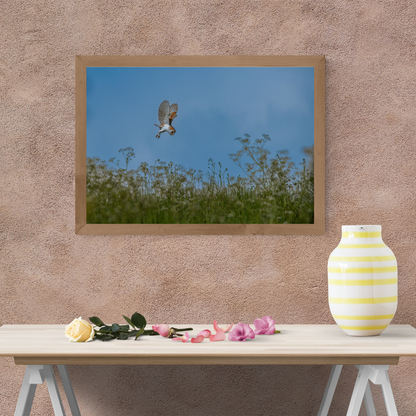 "Silent Flight" – Barn Owl Hunting in a Meadow of Wildflowers.