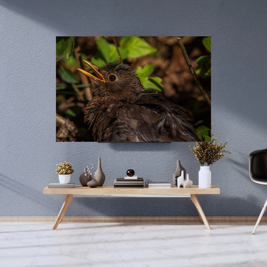 Blackbird Close-Up Wildlife Photography Print – Nature Wall Art
