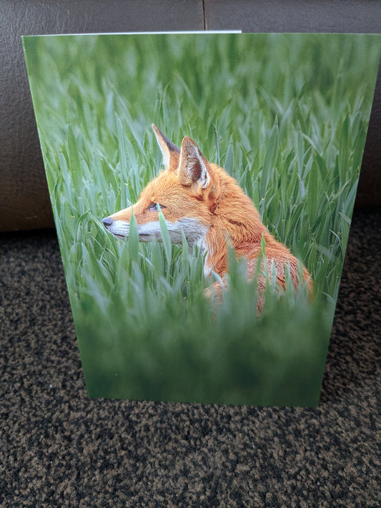 Amongst the meadow grass/Nature and wildlife Magic – A5 Blank Greeting Card