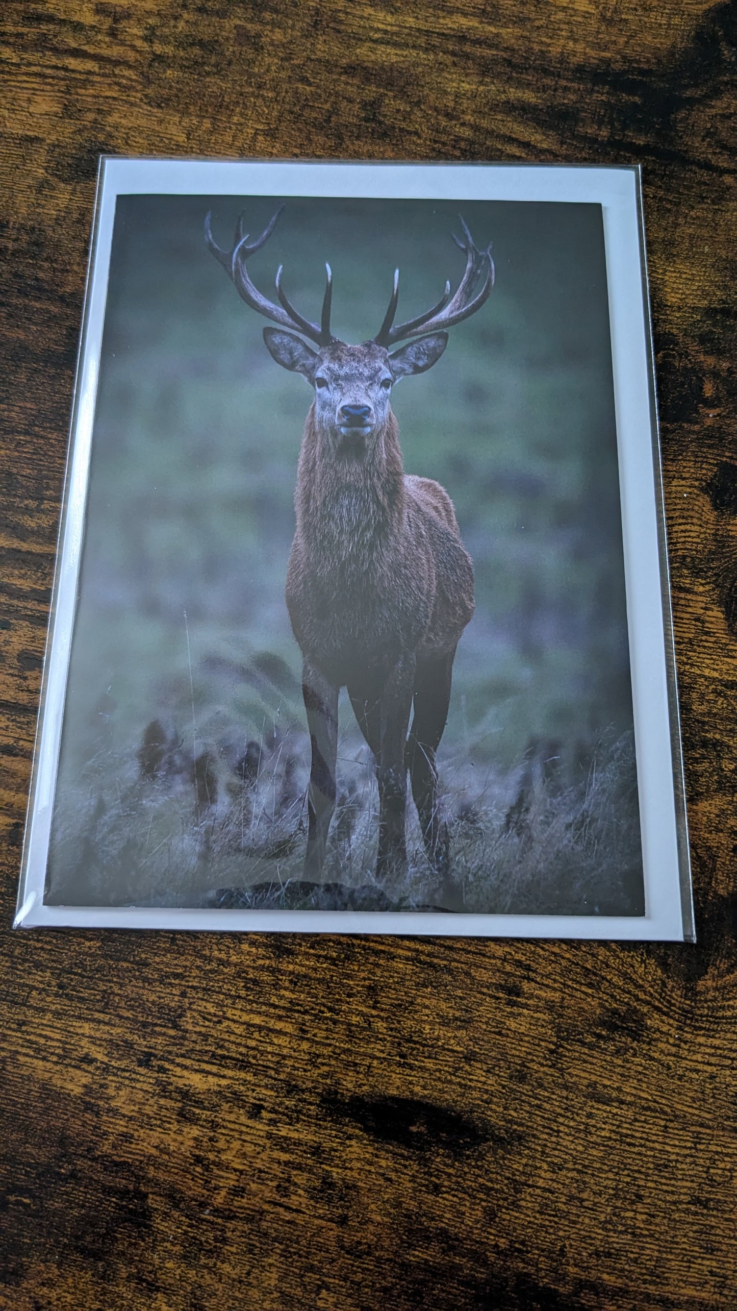 Red Stag,Greeting card.