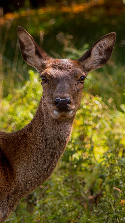 Female Red Deer - Digital Download / I phone / Android - Screensaver.