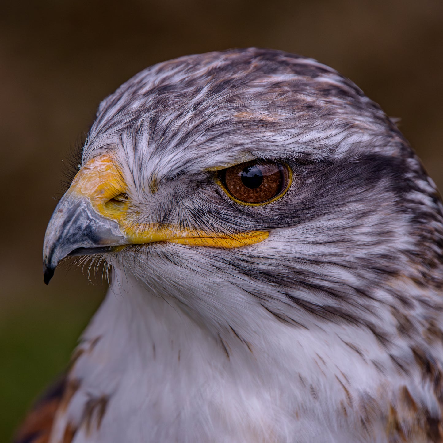 Buzzard portrait.