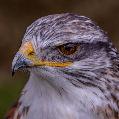 Buzzard portrait.