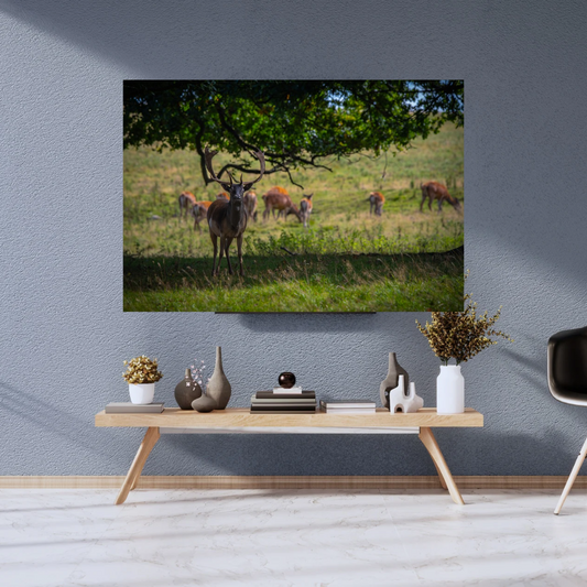 The Watchful Stag – Woodland Deer Photography Print