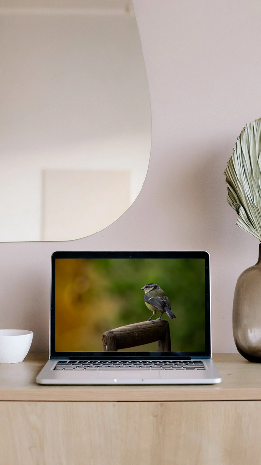 Blue Tit Bird - FREE Digital Download / Laptop / Computer -  FREE Screensaver.