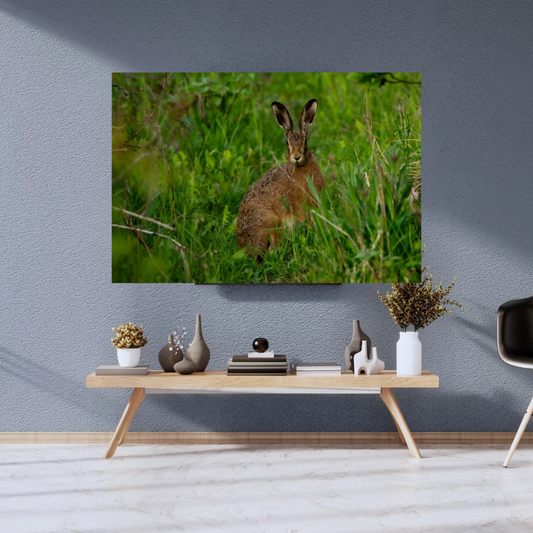 Wild Brown Hare (landscape).