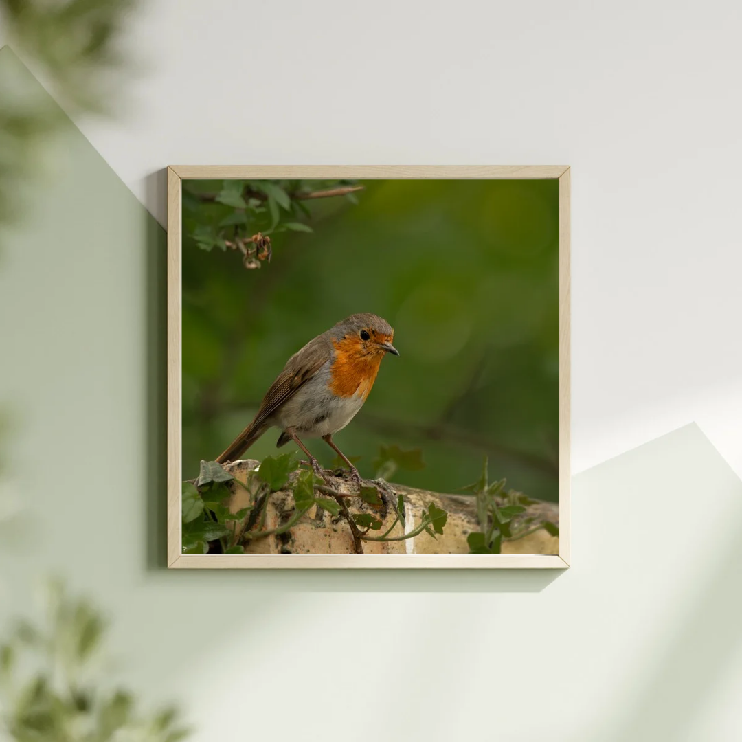Robin portrait.