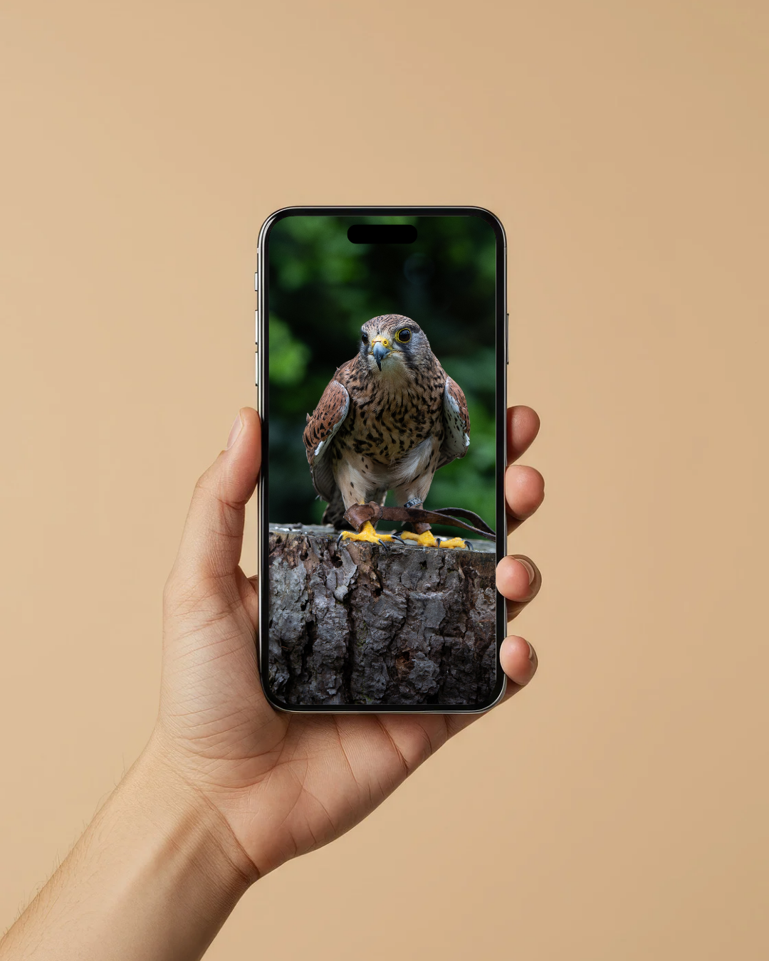 Kestrel - FREE Digital Download / I phone / Android - Screensaver.