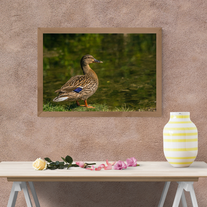 "Still Waters – Female Mallard Duck at the Edge"