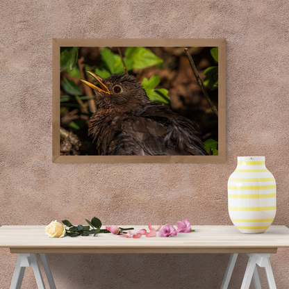 Blackbird Close-Up Wildlife Photography Print – Nature Wall Art