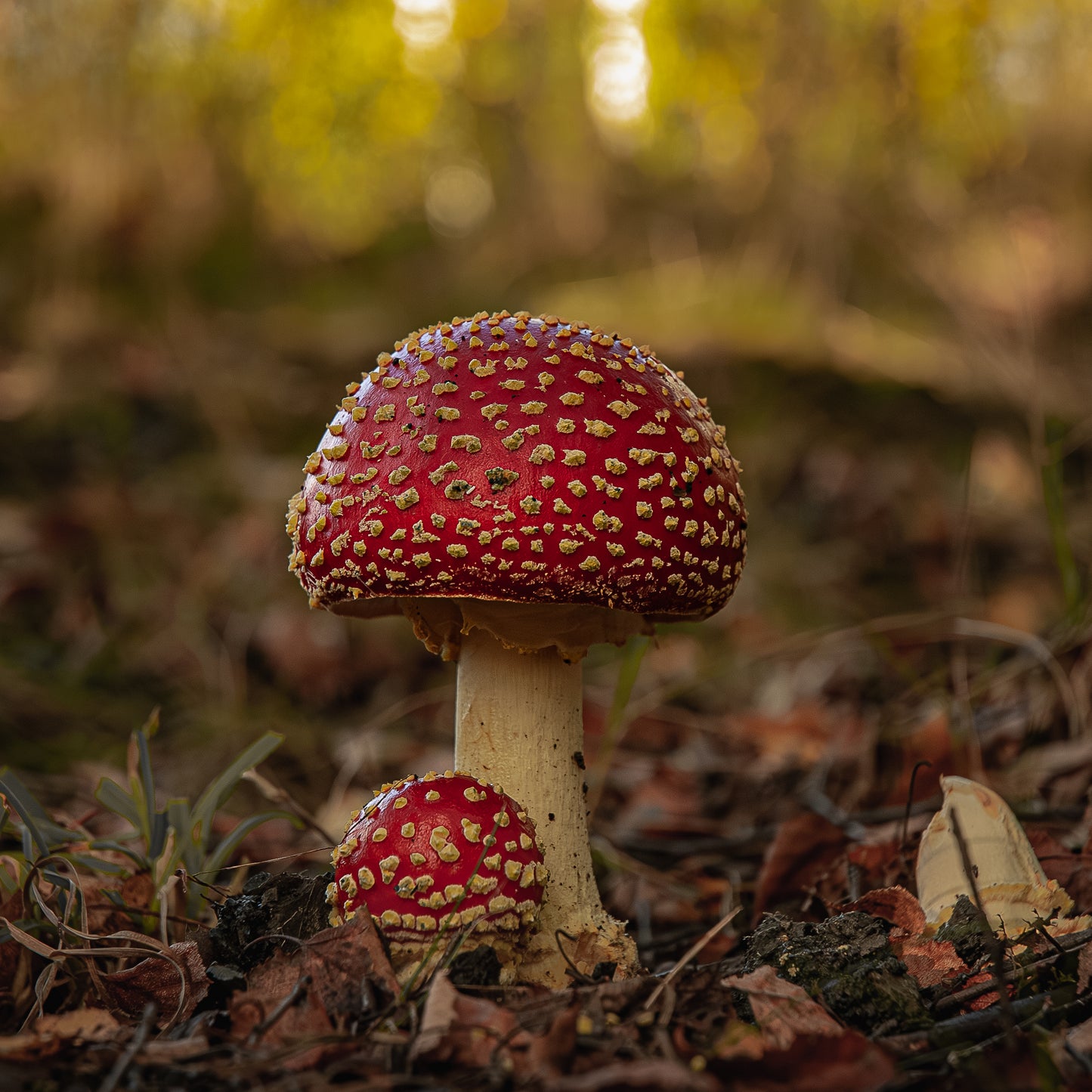 Agaric Mushroom portrait.
