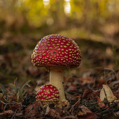 Agaric Mushroom portrait.