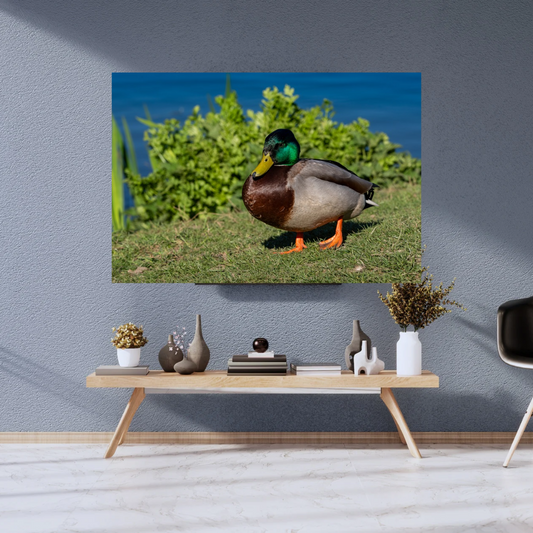 "Still Waters – Male Mallard Duck at the Edge"