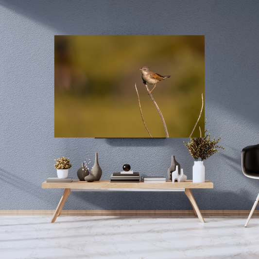 Striking White throat in Golden Morning Mist – Nature Print
(Landscape)