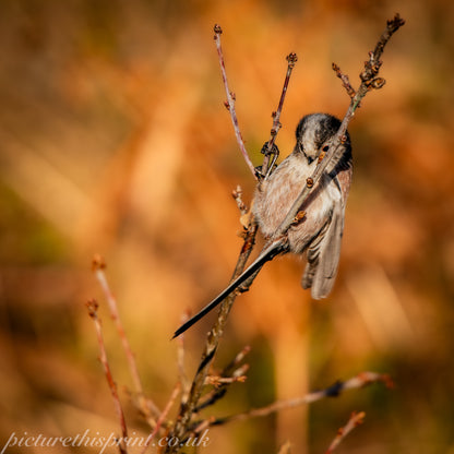 Winter sun - Long Tailed Tit - FREE Digital Download / I phone / Android - Screensaver.