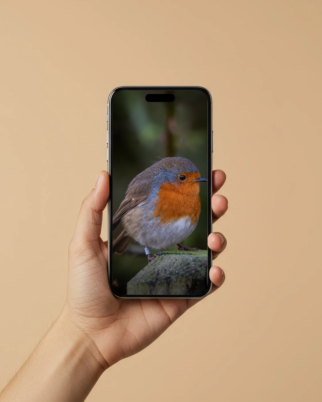 Robin Redbreast - FREE Digital Download / I phone / Android - Screensaver.