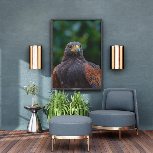 Majestic Harris Hawk – Wildlife Photography Print