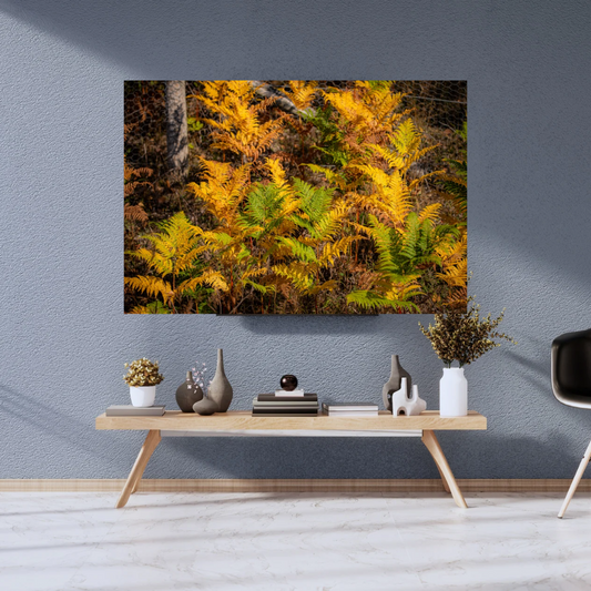Tranquil Summer meets Autumn Green and Yellow Woodland Path fern – Nature Photography for Calm and Mindfulness.