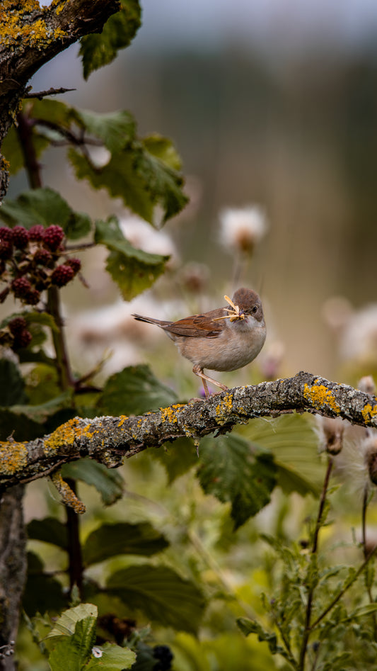Whitethroat - FREE Digital Download / I phone / Android - Screensaver.