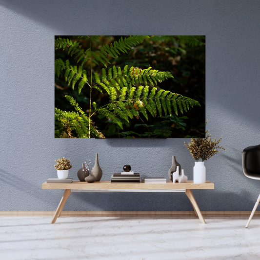 Tranquil Green Woodland Path fern – Nature Photography for Calm and Mindfulness.