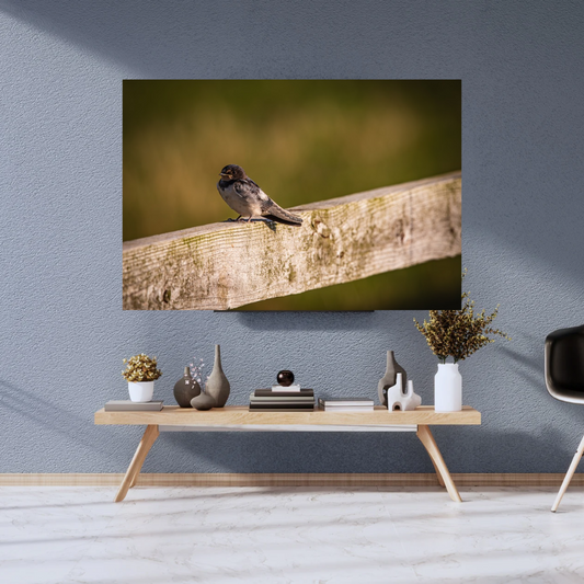 Barn Swallow Photography Print – Countryside Wildlife Wall Art, Nature Photography for Bird Lovers