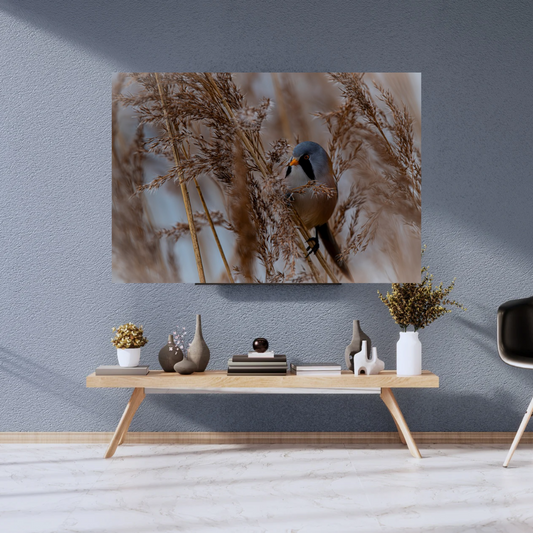 Colourful Male Bearded Tit Amongst the Reeds – Wildlife Photography Print