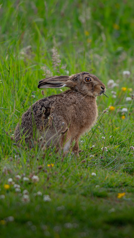 Hare - FREE Digital Download / I phone / Android - Screensaver.