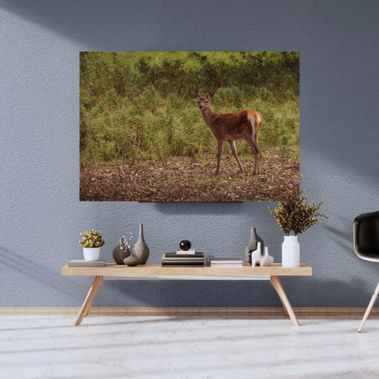 "Young Red Deer in Natural Habitat – Wildlife Photography Print"