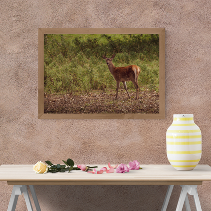 "Young Red Deer in Natural Habitat – Wildlife Photography Print"