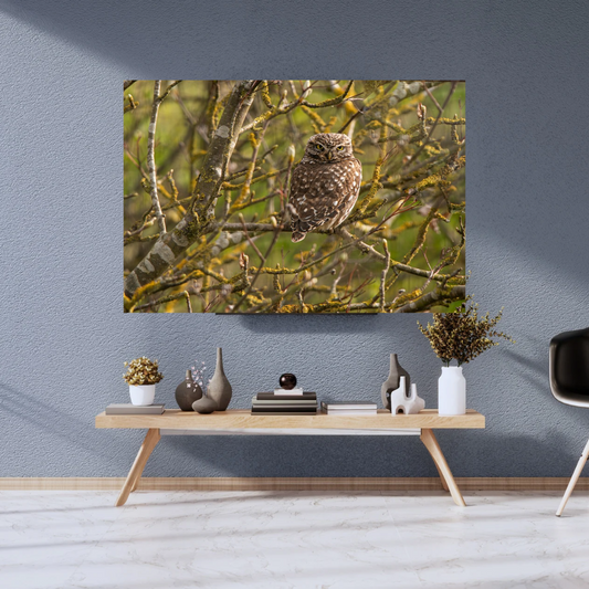 "Striking Little Owl Print – Woodland Wildlife Wall Art"