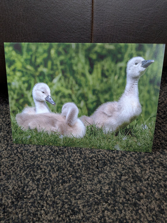 Cygnet companions/Nature and wildlife Magic – A5 Blank Greeting Card