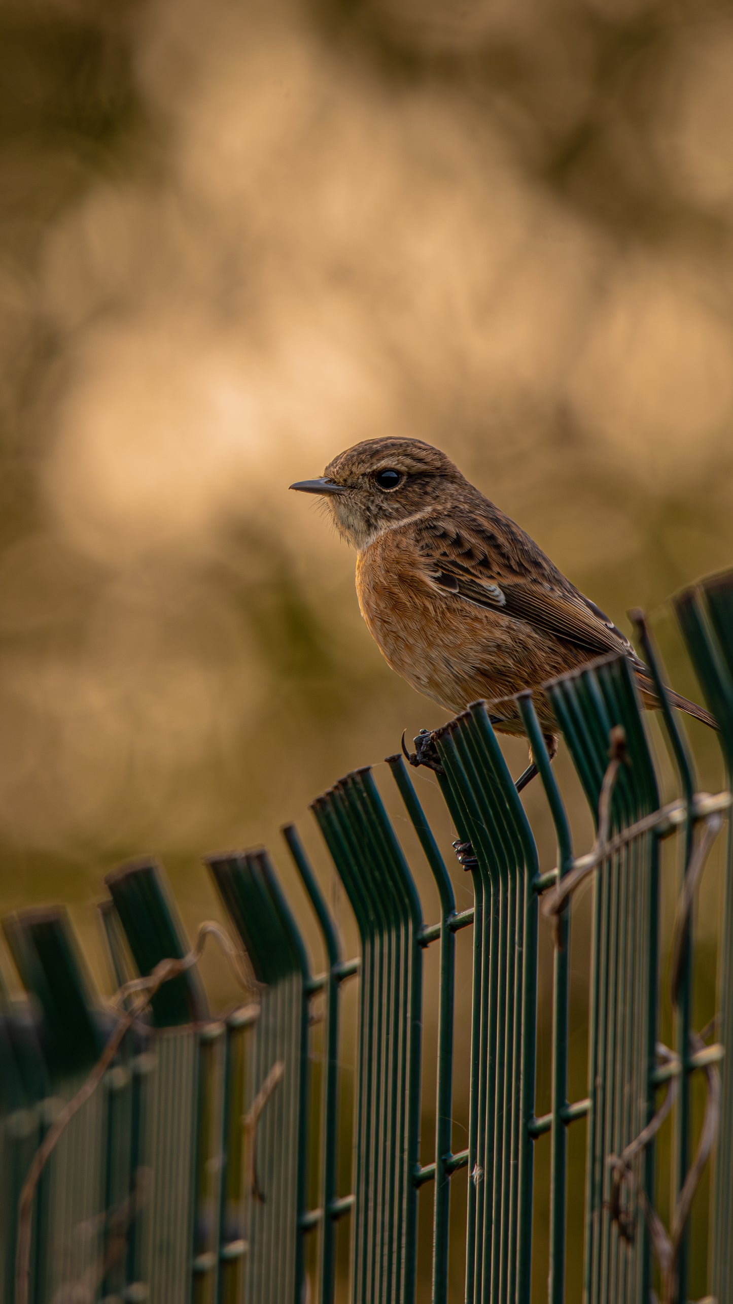 Beautiful Stonechat - FREE Digital Download / I phone / Android - Screensaver.