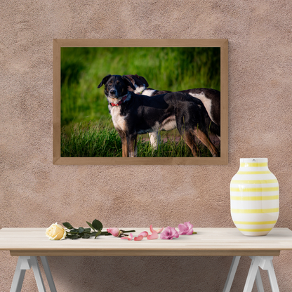 Border Collie portrait – Tranquil Countryside Moment