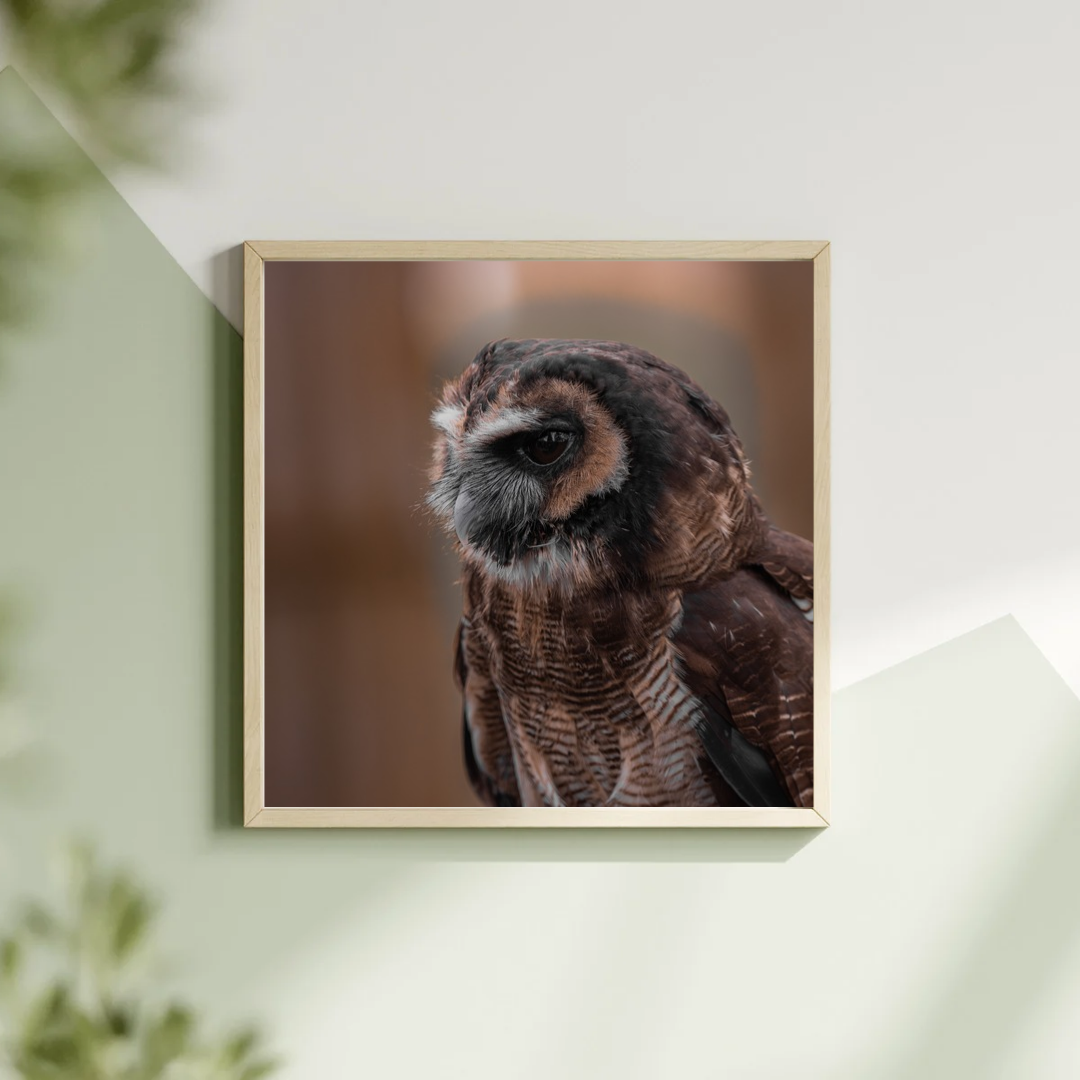 Indian wood owl portrait.