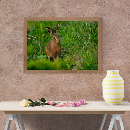 Wild Brown Hare (landscape).