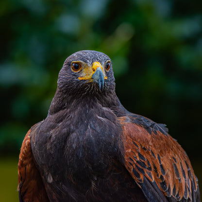 Harris hawk portrait.