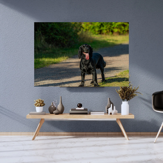 Springer Spaniel Wall Art Print – Dog Photography for Home Décor