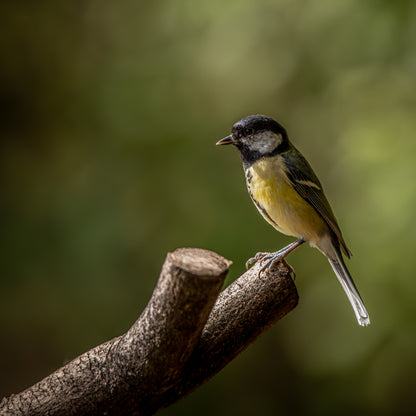 Great Tit portrait.