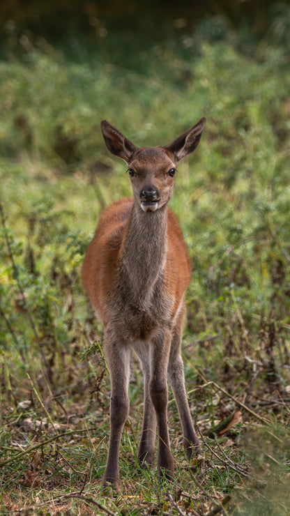 Red deer calf - FREE Digital Download / I phone / Android - Screensaver.