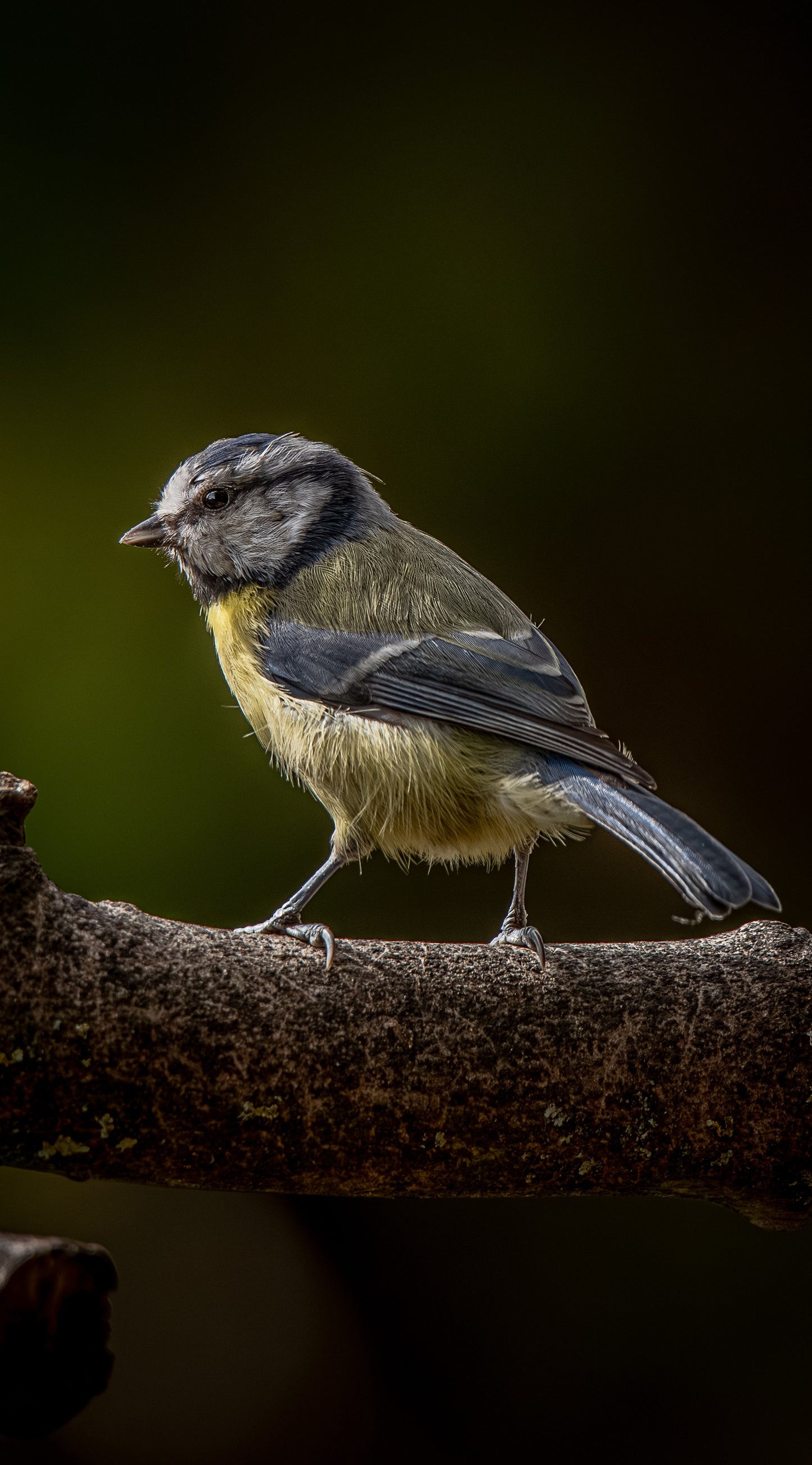 Blue tit - FREE Digital Download / I phone / Android - Screensaver.