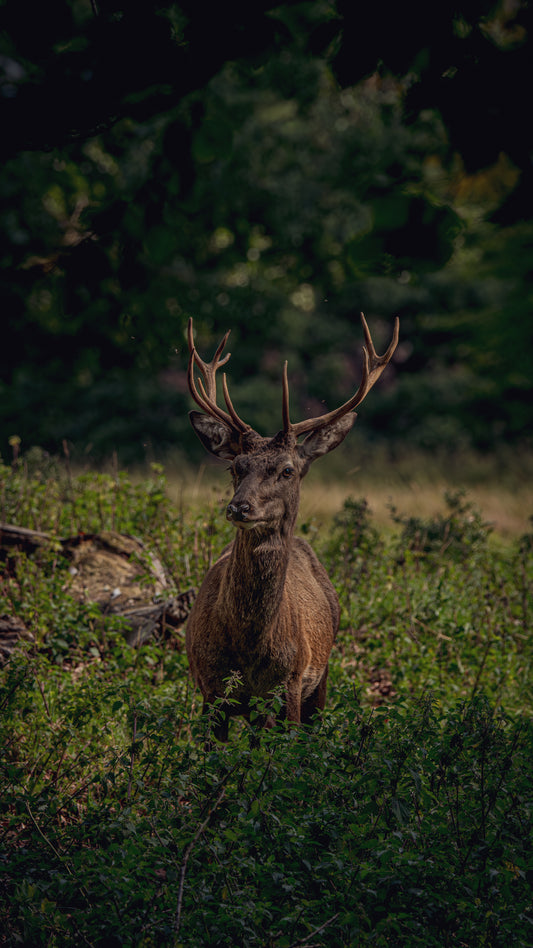 Majestic Red Stag - FREE Digital Download / I phone / Android - Screensaver.