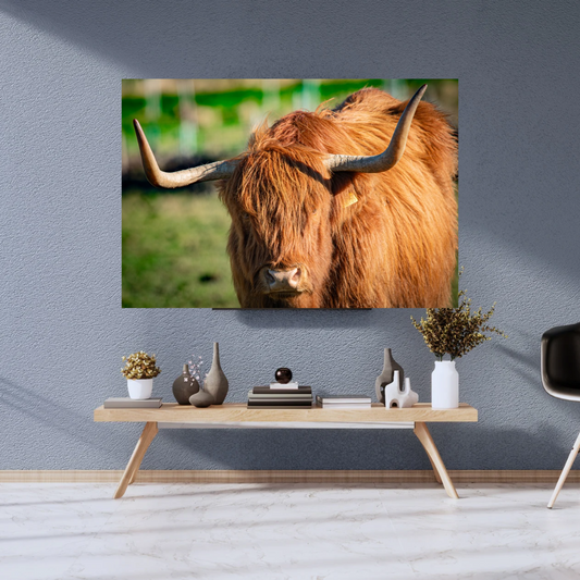 Highland Cow Print.