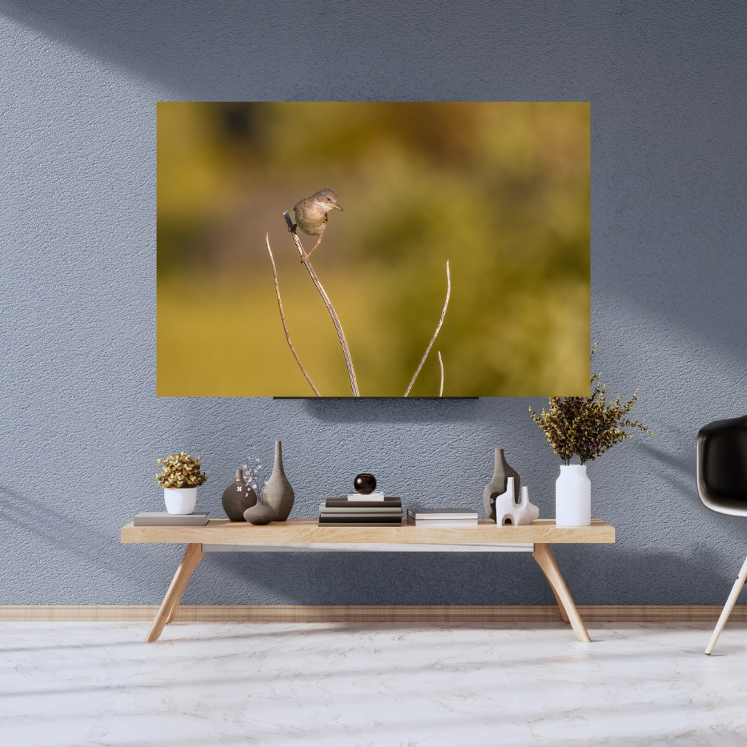 Striking White throat in Golden Morning Mist – Nature Print
(Landscape)