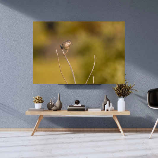 Striking White throat in Golden Morning Mist – Nature Print
(Landscape)