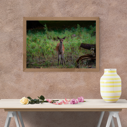"Young Red Deer calf in Natural Habitat – Wildlife Photography limited edition Print"